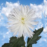 Chrysanthemums White Fuji Spider Mums 50 Flowers