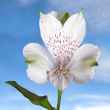 White Alstroemeria