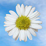 Aster White 10 Bunches