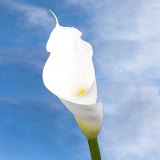 Calla Open Cut White 18 Flowers