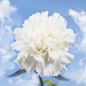 White Carnations White Carnations