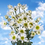 Chrysanthemums 72 White Daisy  Flowers