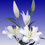 Asiatic Lilies White 20 Flowers