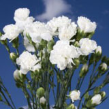White  Mini  Carnations
