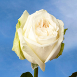 Garden Roses O'Hara White 72 Roses