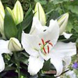 Oriental Lilies White 20 Flowers 24