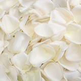4200 Rose Petals White