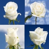 100 White Assorted Roses Pure Sweetness