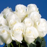 Blizzard Roses