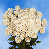 White Spray Roses