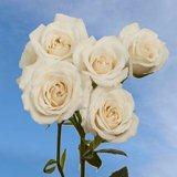 White Spray Roses 100
