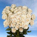 White Spray Roses
