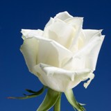 Escimo Roses