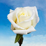Blizzard Roses