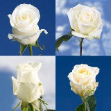 White Wedding Roses White Wedding Roses