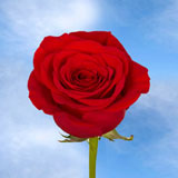 250 Red Night Fever Roses