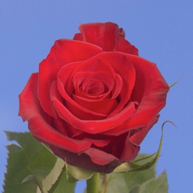 250 Red Madame Delbard Roses