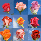 Your Choice of  Roses