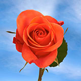 Wow Roses 100 Salmon Roses