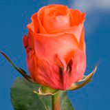 Wow Roses