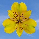 Yellow Alstroemeria