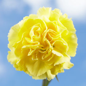 Yellow Carnations