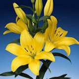 Asiatic Lilies Yellow 20 Flowers 24