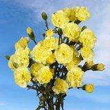 Yellow  Mini  Carnations
