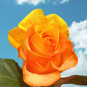 Yellow-Orange Rainbow Roses 200 Rainbow Roses