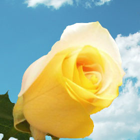 Yellow-Peach Rainbow Roses 200 Rainbow Roses