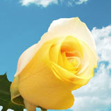 Yellow-Peach Rainbow Roses 100 Stems