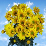 Chrysanthemums 36 Yellow Daisy  Stems  180 Blooms