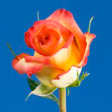 Konfetti Roses
