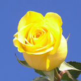 Citran Roses