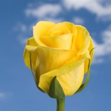 Gold Strike Roses
