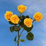 Yellow Spray Roses 100