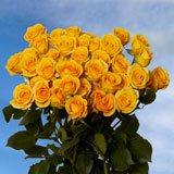 Yellow Spray Wedding Roses Yellow Spray Wedding Roses