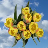 60 Yellow Tulip Flowers