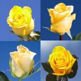 Yellow Wedding Roses Yellow Wedding Roses