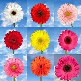 Gerberas Your Choice Color 60 Flowers