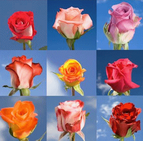 500 Wholesale Roses Special