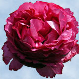 Garden Rose Yves Piaget 72 Roses