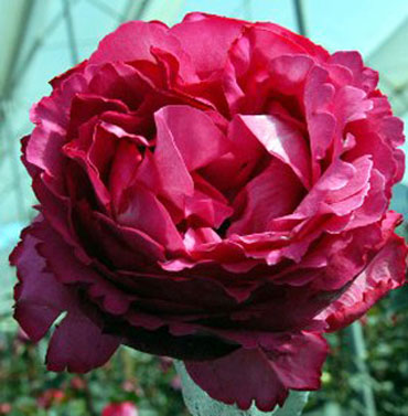 Garden Rose Yves Piaget 72 Roses