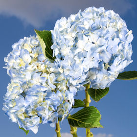 Blue Hydrangea Flowers