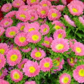 Order Hot Pink Aster Matsumoto Flowers | Global Rose