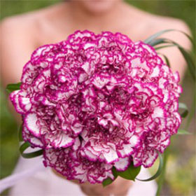 Color tones for all Bridal Carnation Bouquets may vary due to the