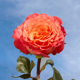 Best Sunset Garden Roses | Global Rose