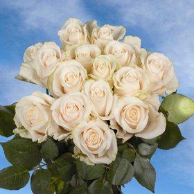 Buy Ivory Roses | Global Rose