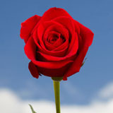 Best Dozen Red Roses | Global Rose