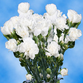 Cheap White Spray Carnation Flowers | Global Rose